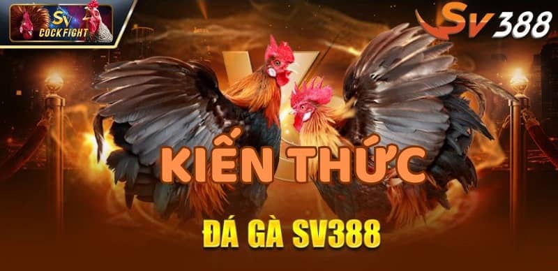 Kiến thức đá gà SV388